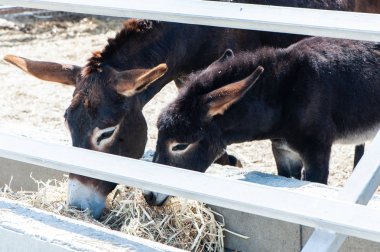 Tükenmez kalemle komik eşek yemek saman, çim