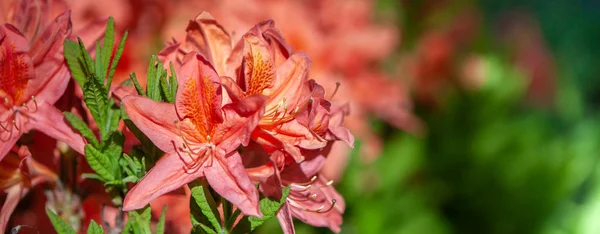 Naranja Rhododendron Japonicum Jardín Cerca —  Fotos de Stock