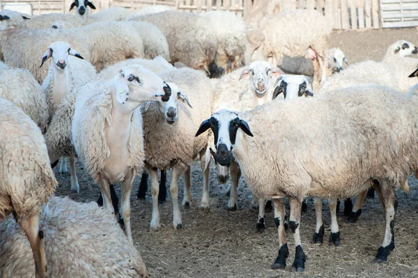 Troupeau Moutons Enclos Dans Village Coloré — Photo