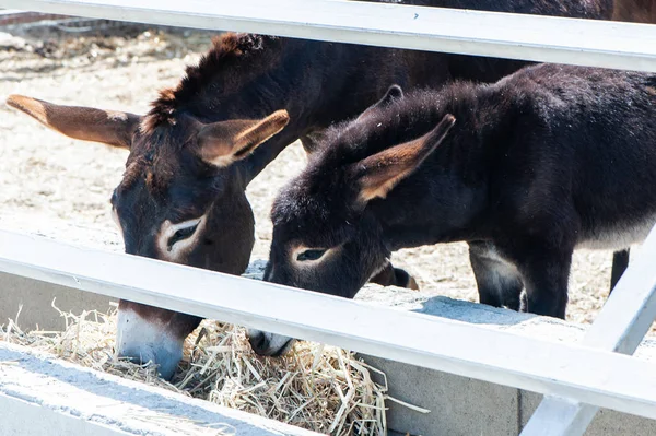 Funny Donkeys in the pen eat hay, grass