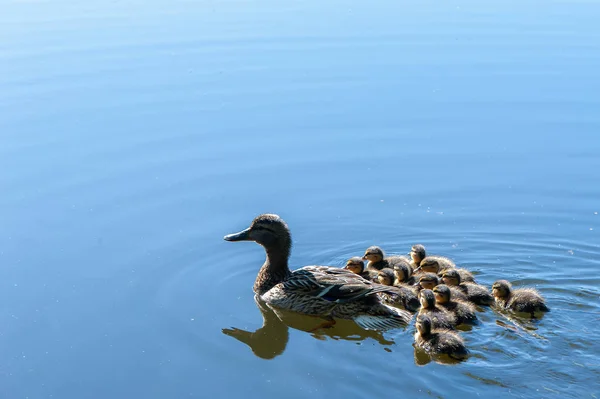 Eend Met Kleine Eendjes Vijver Een Zonnige Zomerdag — Stockfoto