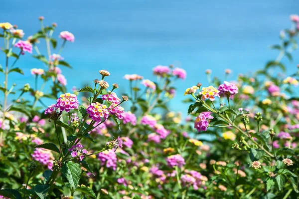 背景海和花 — 图库照片