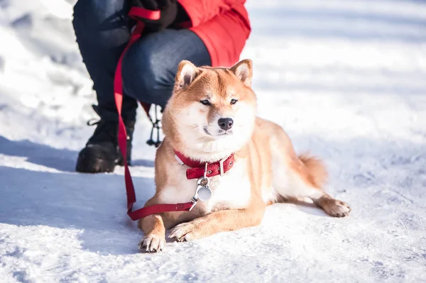 Perro Raza Shiba Inu Encuentra Nieve Sobre Hermoso Fondo Bosque —  Fotos de Stock