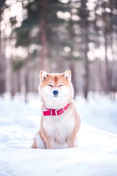 Cão Raça Shiba Inu Senta Neve Belo Fundo Floresta Inverno — Fotografia de Stock