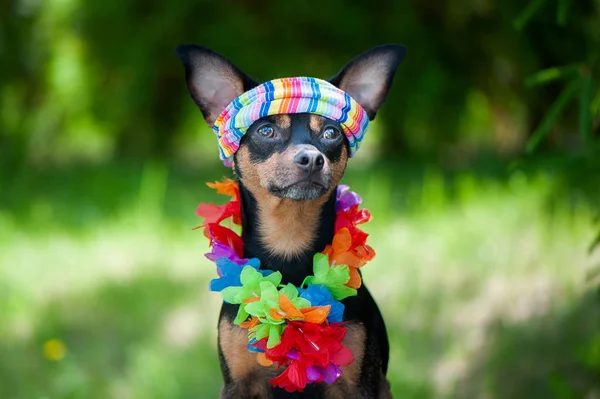 Dog Puppy Hawaiian Style Tourist Traveler Fashion Toy Terrier — Stock Photo, Image