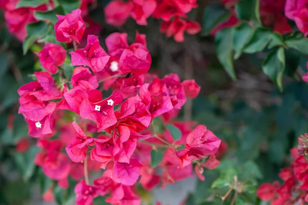 Bougainvillea Bardovo Flores Vermelhas Textura Fundo — Fotografia de Stock