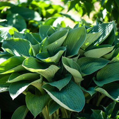 Tam kare Hosta desen arka plan bırakır. Yaz bitkiler 