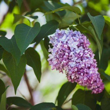  Lila yeşil, doğal zemin üzerine kartpostal