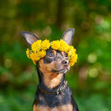 köpek yavrusu, bahar çiçekleri yeşil bir orman, bir köpek portresi doğal bir arka plan üzerinde bir çelenk içinde a köpek. Bahar yaz Tema