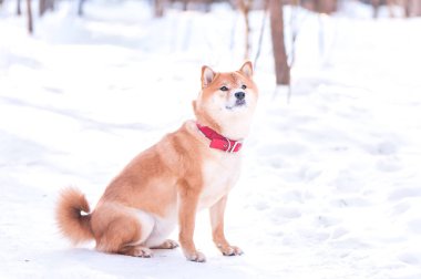 Shiba Inu doğurmak köpek kar güzel kış orman arka plan üzerinde oturur