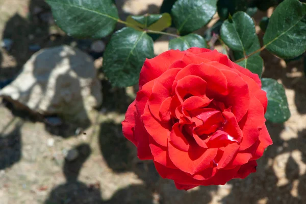 Rosa Vermelha Grama Padrão Flor Fundo Verão — Fotografia de Stock