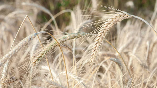 Güneşi, doku ve arka plan kuru altın kulaklarında