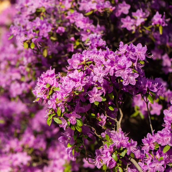  Ormangülü pembe, eflatun çiçek taze çiçek açmış. desen, çiçek