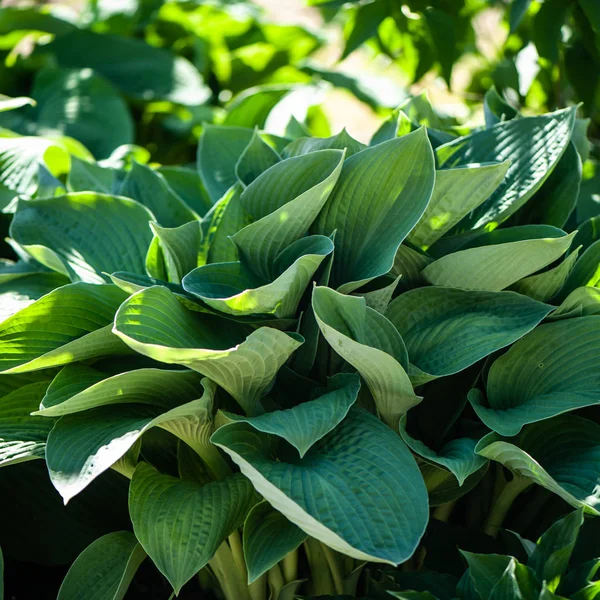 Tam kare Hosta desen arka plan bırakır. Yaz bitkiler 