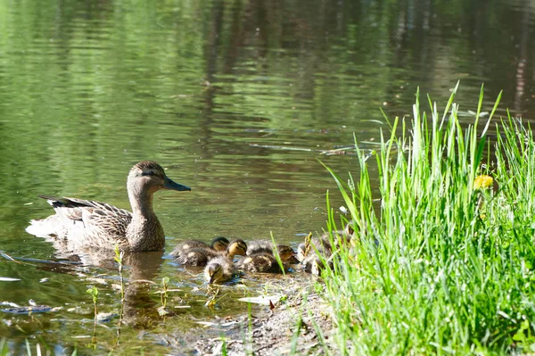 Ente Mit Kleinen Entchen Teich Einem Sonnigen Sommertag — Stockfoto