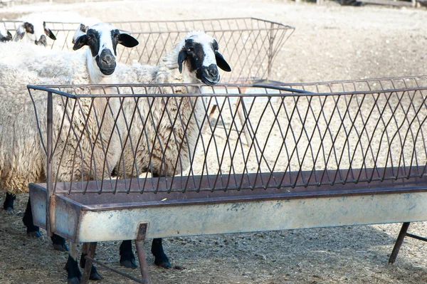 Troupeau Moutons Enclos Dans Village Coloré — Photo