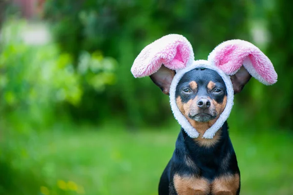 Perro Con Orejas Conejo Tema Mascarada Pascua Fondo Verde Natural — Foto de Stock