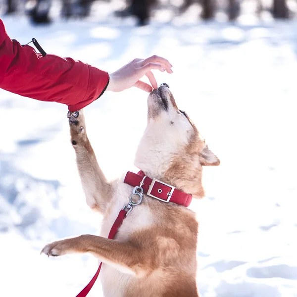 Shiba Inu doğurmak köpek bir kızla çalış, bir kız bir güzel kış orman arka plan üzerinde bir köpek beslemek.
