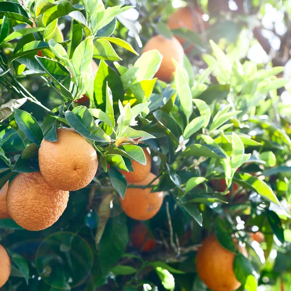 Portakal güneşte olgunlaşmış meyve ağacıyla