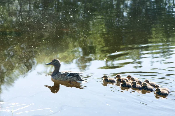 Pato Com Pequenos Patinhos Lagoa Dia Ensolarado Verão — Fotografia de Stock