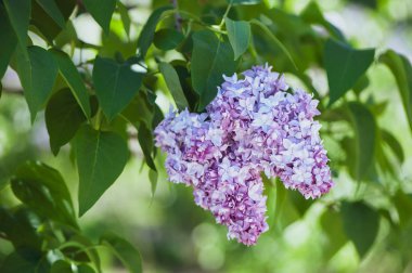 Yeşil, doğal arka plan, metin, alan üzerinde hassas leylak kartpostal