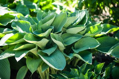 Tam kare Hosta desen arka plan bırakır. Yaz bitkiler 