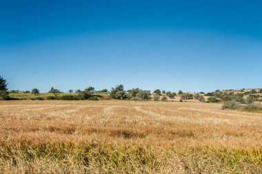 Mavi gökyüzüne karşı altın alan