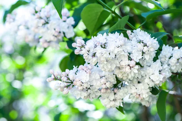 Białego Bzu Krzewów Kwitnących Naturalne Podłoże Naturalne — Zdjęcie stockowe
