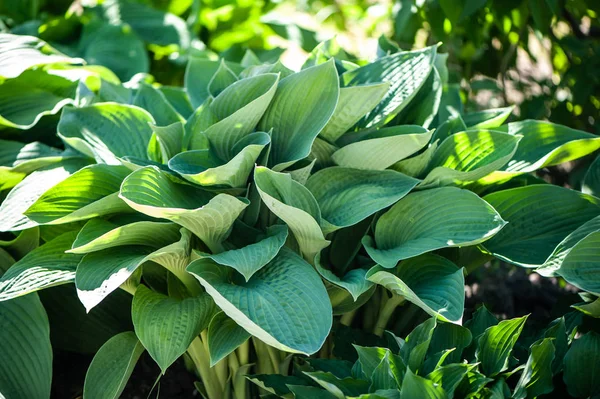 Tam kare Hosta desen arka plan bırakır. Yaz bitkiler 