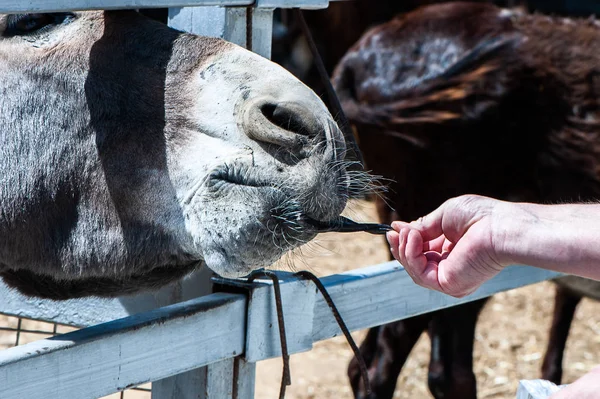 Osel Krmení Zoo — Stock fotografie