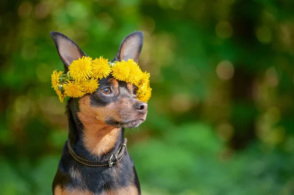 Niedlichen Welpen Ein Hund Einem Kranz Von Frühlingsblumen Auf Einem — Stockfoto