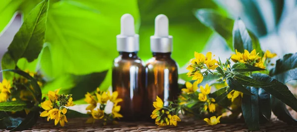 Bottles with St. John's wort extract and flowers Hypericum, organic cosmetics with herbal extracts