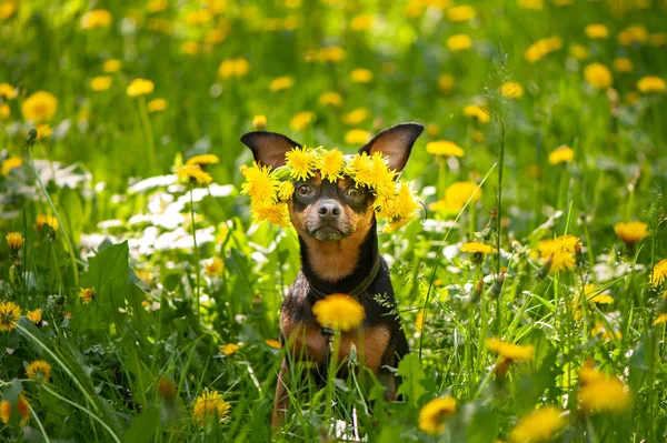 Niedliche Welpen Ein Hund Einem Kranz Aus Frühlingsblumen Auf Einer — Stockfoto