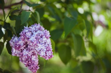 Yeşil, doğal arka plan, metin, alan üzerinde hassas leylak kartpostal