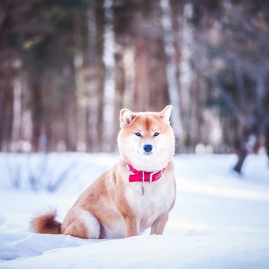 Shiba Inu doğurmak köpek kar güzel kış orman arka plan üzerinde oturur