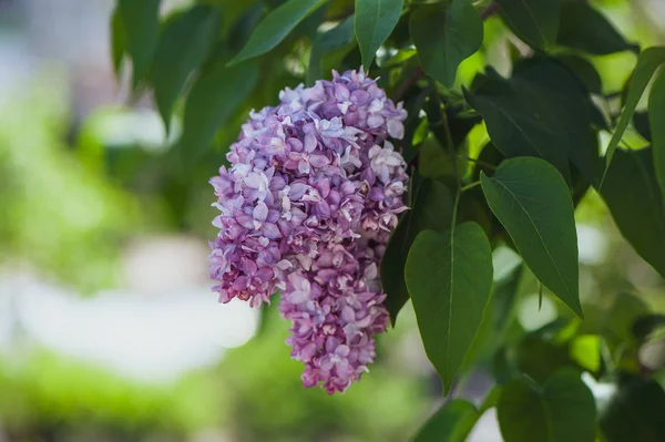 Yeşil, doğal arka plan, metin, alan üzerinde hassas leylak kartpostal