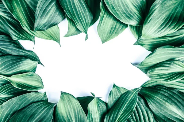 Frescas Jugosas Hojas Verdes Texturizadas Con Espacio Para Copias Planas — Foto de Stock