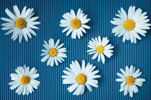 Flower spring summer pattern  from daisy flowers  on light blue background top view , flat lay