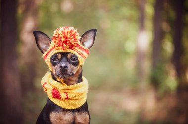 Köpek bir atkı ve şapka sonbahar bir park. Sonbaharın Tema. Oyuncak-korkunç komik köpek