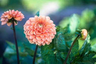 Çiçek pembe Dahlia makro. Şık, renkli çiçek arka plan.