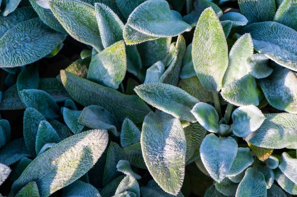 Cadre Complet Laisse Fond Motif Plantes Été — Photo