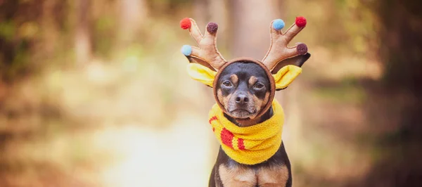 狗在鹿服装 秋天心情 神奇鹿狗 — 图库照片