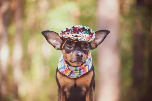 Cão Mexicano Sombrero Bandagem Fundo Natural — Fotografia de Stock