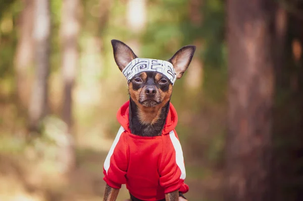 Fitness dog . Dog in sports clothes on a natural summer, autumn background. Theme of sports and animals