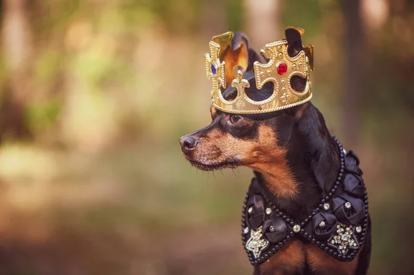 Dog in the crown, in royal clothes, on a natural background. Dog lord, prince, dog power theme