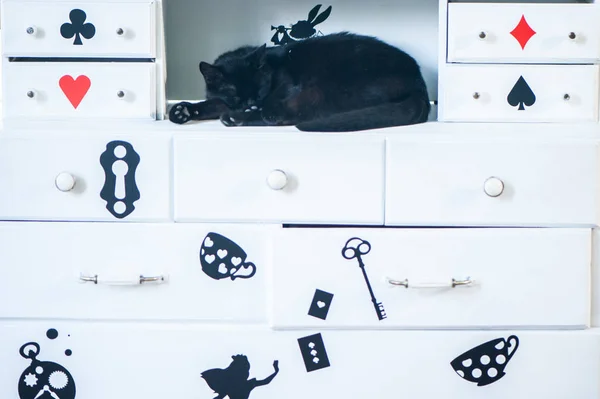 Fantastic black cat sleep, theme of Alice in Wonderland