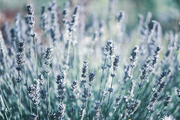Lavender Flowers Macro Stylish Tinted Floral Background — Stock Photo, Image