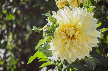Çiçek sarı Dahlia makro, metin için yer. Şık, renkli çiçek arka plan.