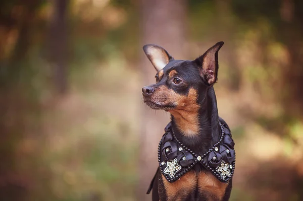 Dog in  in royal clothes, on a natural background. Dog lord, prince, dog power theme