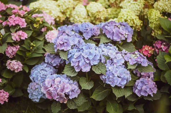 Flowers blue and pink hydrangeas in the garden, toned, stylish photo